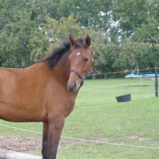 Dansk Varmblod Lianna