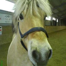 Fjordhest Thamas Hedebo