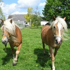 Haflinger wilma (mullepigen) solgt