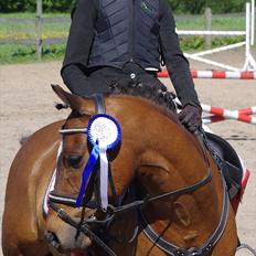 Welsh Pony (sec B) Stubbumgårds Tobias (Mac Million)