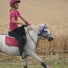 Welsh Mountain (sec A) Bjerregaards-Lillepigen "soulmate"