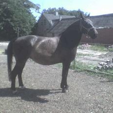 Dansk Varmblod Raimona aka Mule