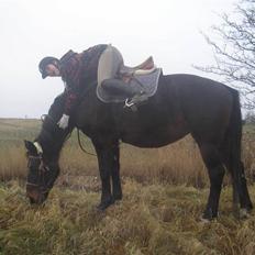 Dansk Varmblod Raimona aka Mule