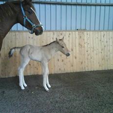 Anden særlig race Mon Chéri *bortgivet* - aflivet 21/5.2025