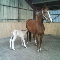 Anden særlig race Mon Chéri *bortgivet* - aflivet 21/5.2025