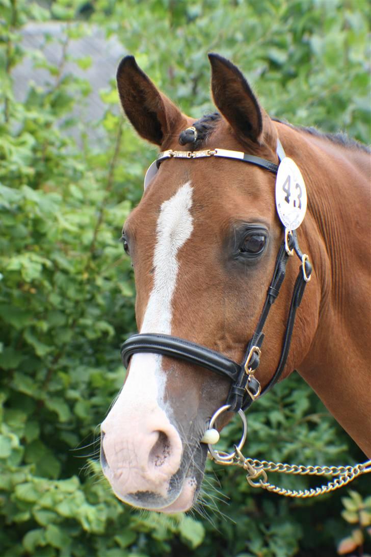 DSP My Dancer billede 1