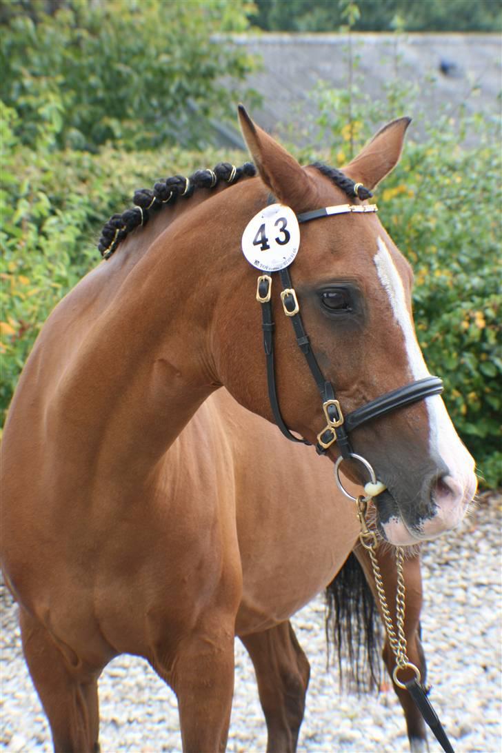 DSP My Dancer billede 2