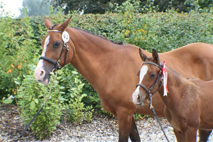 DSP My Dancer - My dancer og hendes Føl Quality billede 3