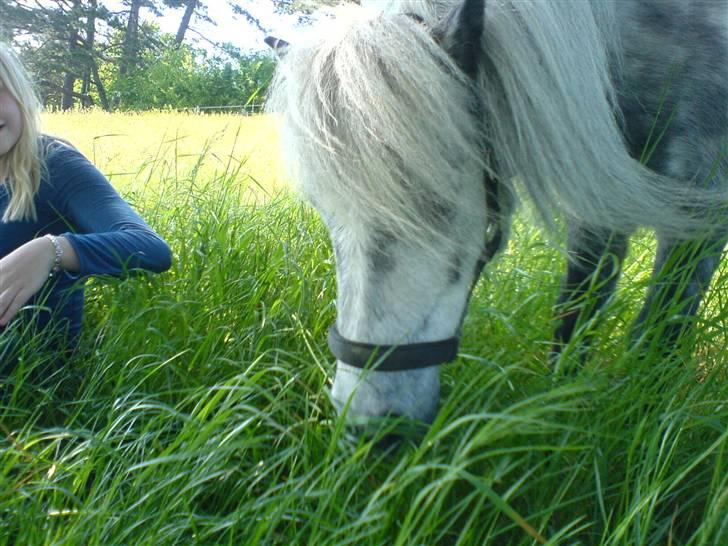 Shetlænder Ablace - Taget sidste sommer. Det var det bedste græssested på komarken xD Fotograf: Mia <3 billede 18