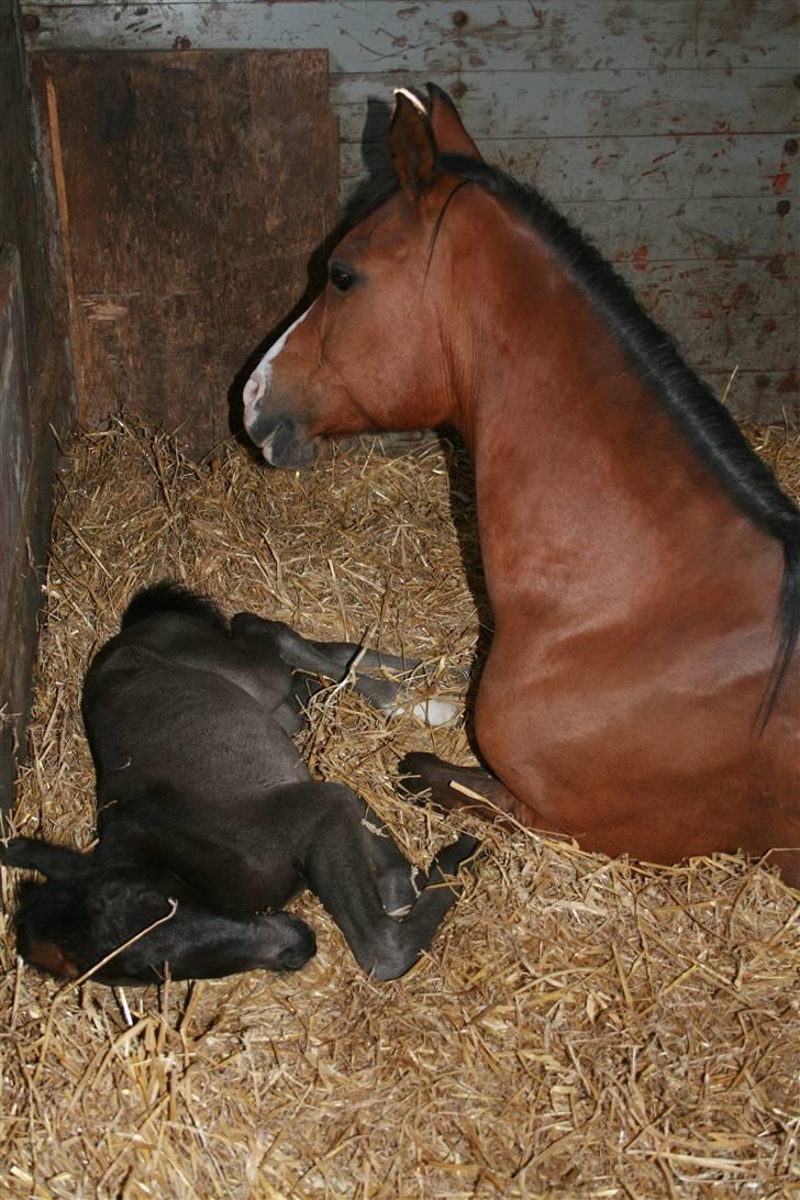 DSP My Dancer - My Dancer og hendes føl Classic Touch billede 4