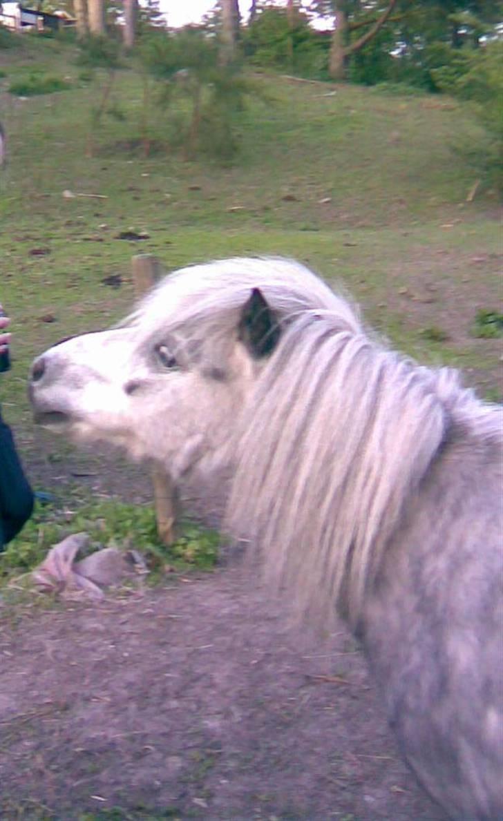 Shetlænder Ablace - Mia er faktisk med på dette billede xD Hun har bare klippet sig selv ud -_- Men Ablace ville have hendes cola xD Fotograf: Mig. billede 19