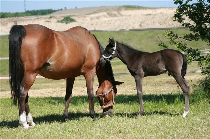 DSP My Dancer - My Dancer og hendes føl Classic Touch billede 5