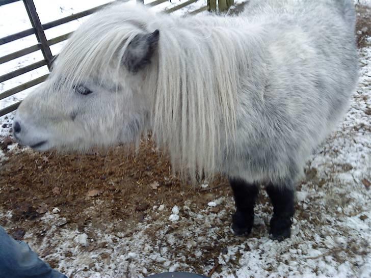 Shetlænder Ablace - Min skatter! Fotograf: Mig. billede 20