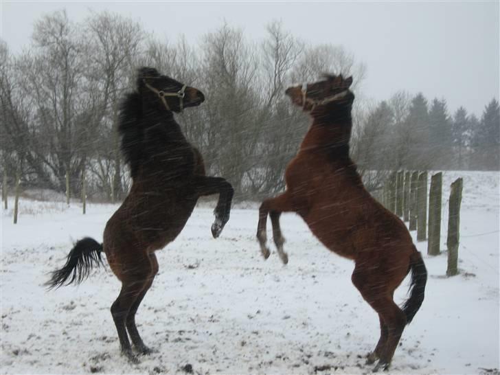 DSP Moonjam´s My Quality - Sunshine og Quality leger i sneen billede 6