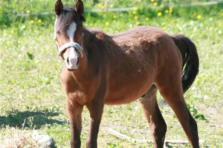 DSP Moonjam´s My Quality billede 7