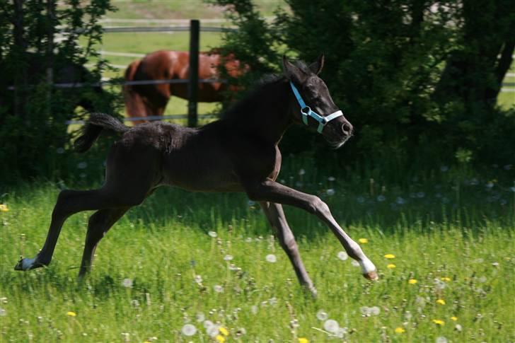 DSP moonjam´s classic touch  billede 17