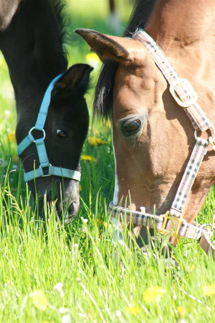 DSP moonjam´s classic touch  billede 18