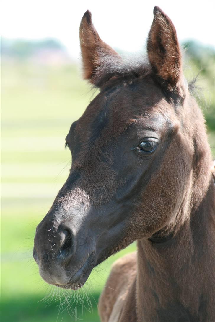 DSP moonjam´s classic touch  billede 20