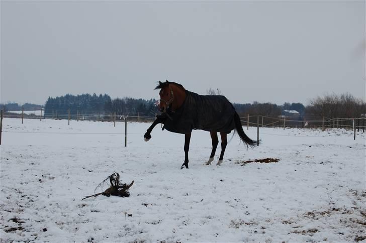 Dansk Varmblod Robin Hood - R.I.P billede 17