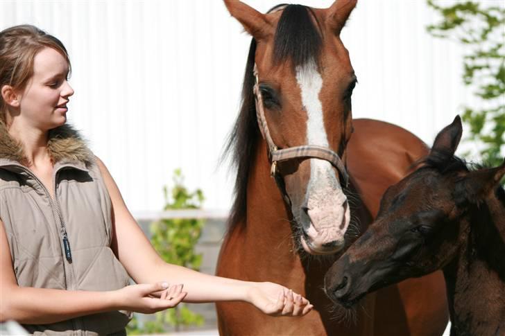 DSP My Dancer billede 7