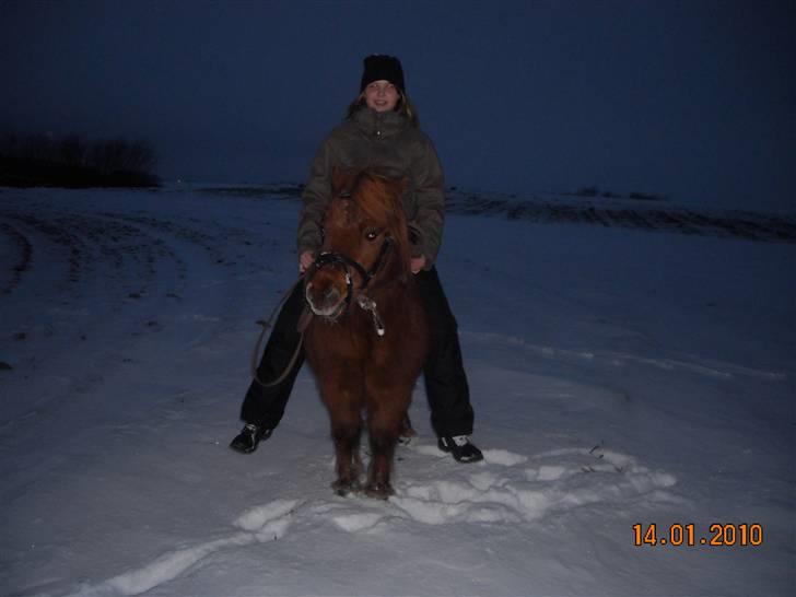 Shetlænder /islænder   Lukas<3 - 1. model billede 1