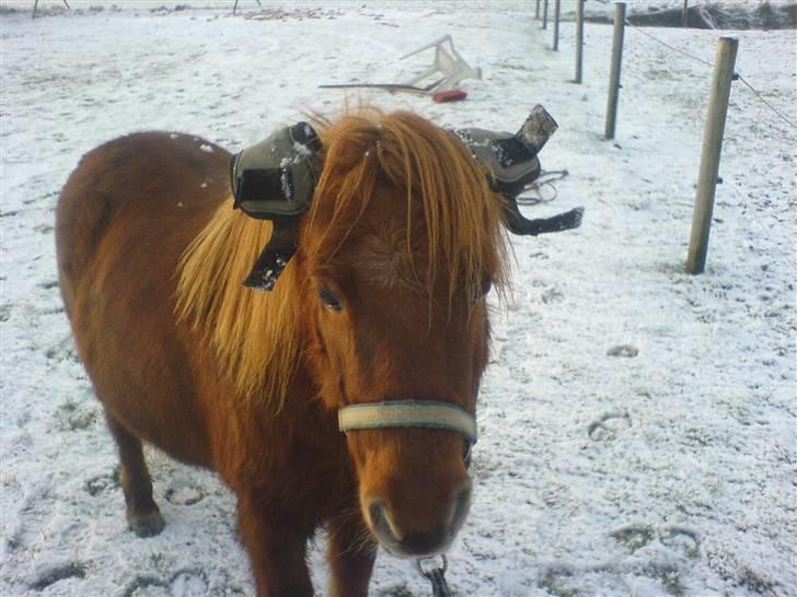 Shetlænder /islænder   Lukas<3 - 3. smukke basse billede 3