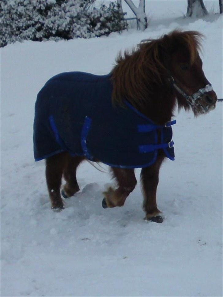 Shetlænder /islænder   Lukas<3 - 4. elsker diig pony billede 4