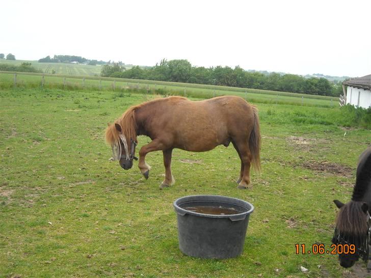 Shetlænder /islænder   Lukas<3 - 6. lukas skal snart rulle  billede 5