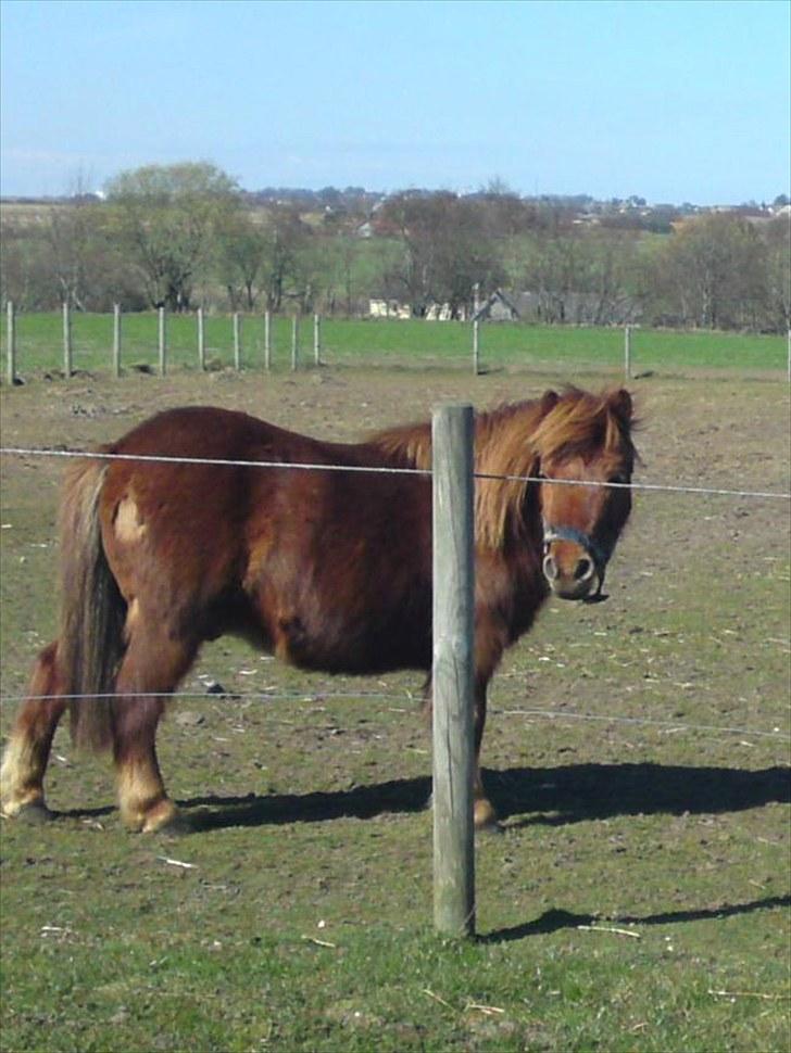 Shetlænder /islænder   Lukas<3 - 10. miin dejlige pony  billede 9