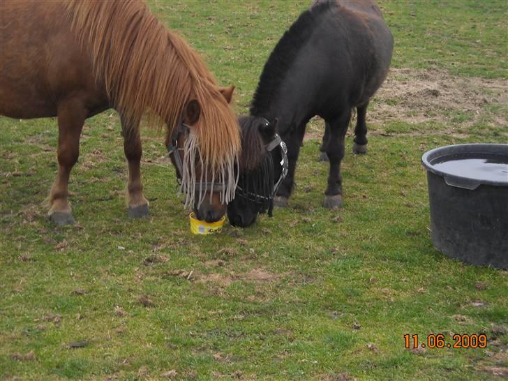Shetlænder /islænder   Lukas<3 - 16. venner 4-ever billede 13