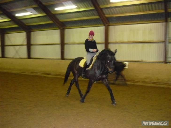 Dansk Varmblod Santos - træning billede 3