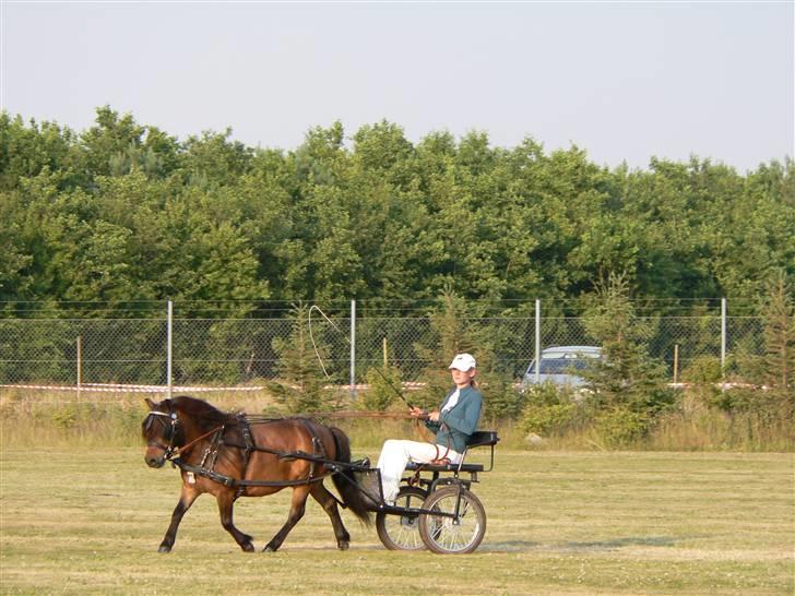 Shetlænder Thorshøjs Lif  - Lif til landsskuet 2009 billede 13