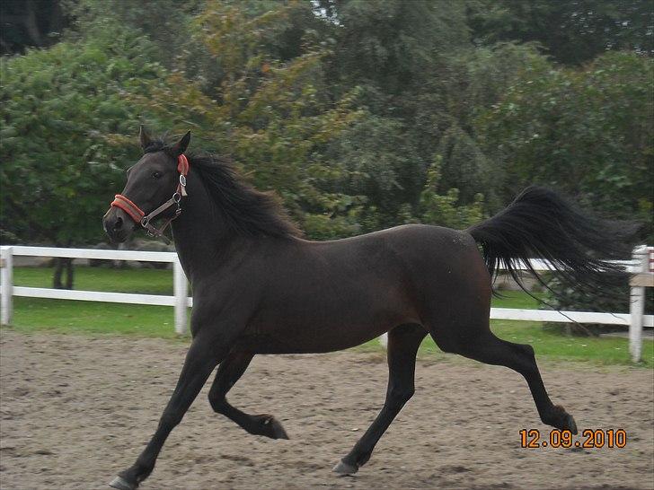 Traver Jettes Pride billede 8