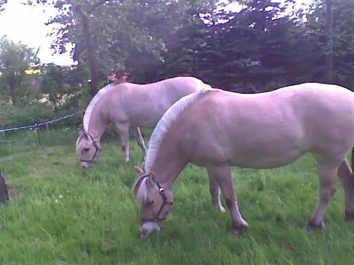 Fjordhest frida<3 - frida og rosa billede 7