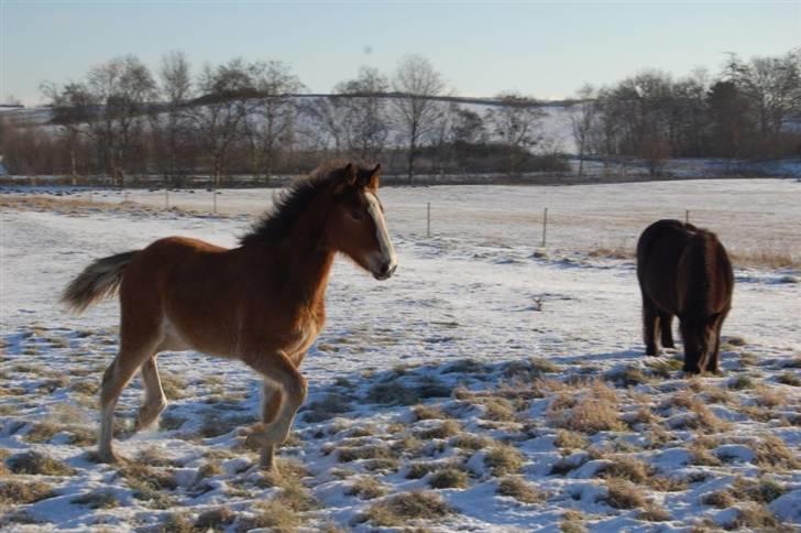 Anden særlig race Umay Be Royal billede 10