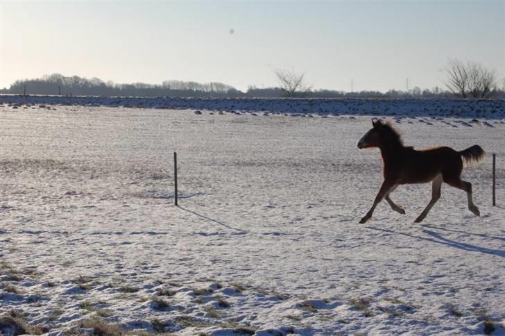 Anden særlig race Umay Be Royal billede 11