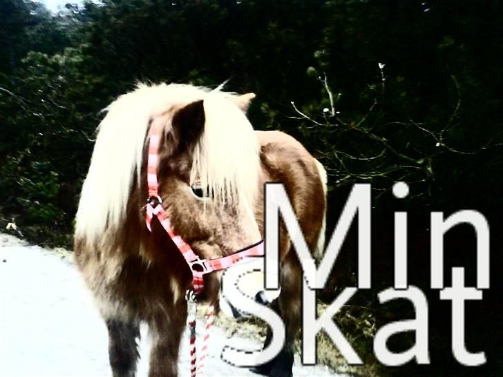 Islænder Glóa fra Gårde (solgt) billede 17