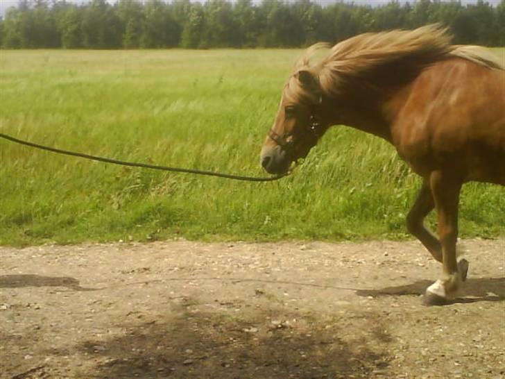 Islænder Glóa fra Gårde (solgt) billede 18