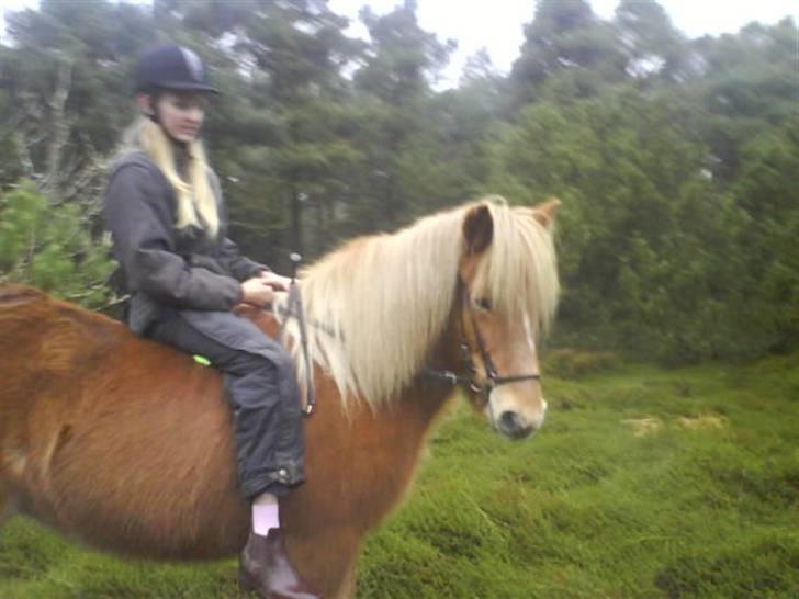 Islænder Glóa fra Gårde (solgt) billede 19