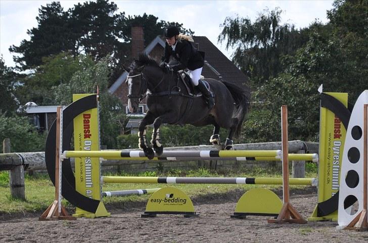 Dansk Varmblod Giza - LC- spring i Gedsted Rideklub 29 august 2010. billede 5