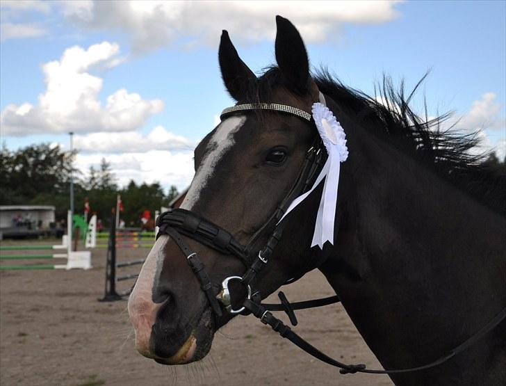 Dansk Varmblod Giza - Giza efter U-LE (fejlfri og HURTIGST!!) Gedsted Rideklub 28 august 2010  billede 6