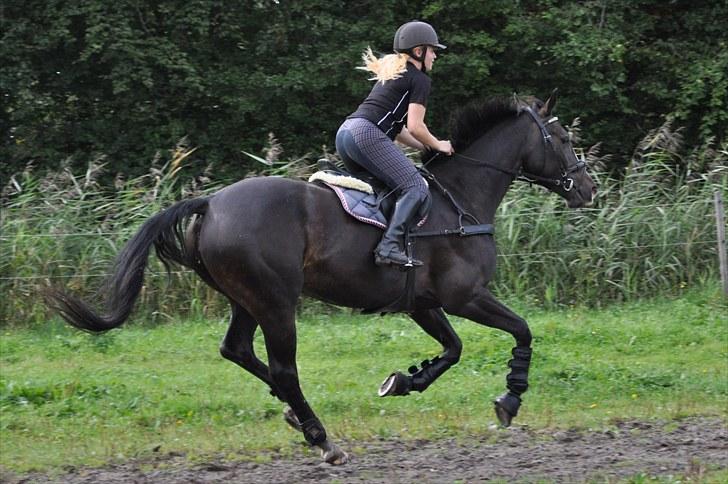 Dansk Varmblod Giza - Terrænspring på FRI d. 12 september 2010 billede 8