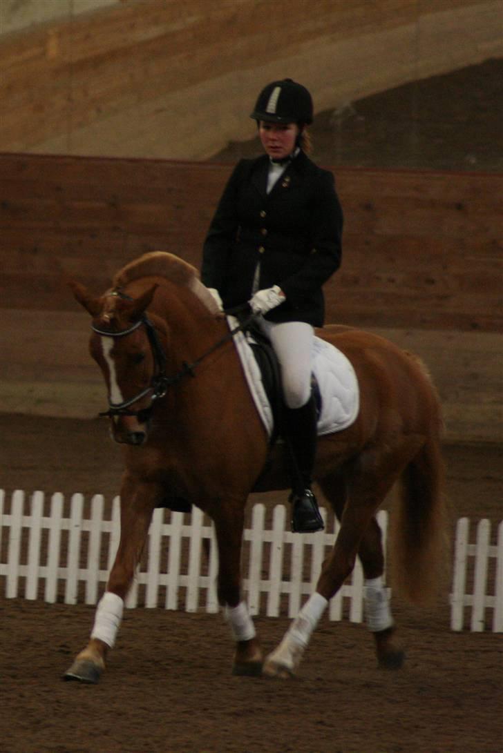 Anden særlig race Apollo - Stævne 1 februar 2009 Fakse rideklub LB1 billede 20