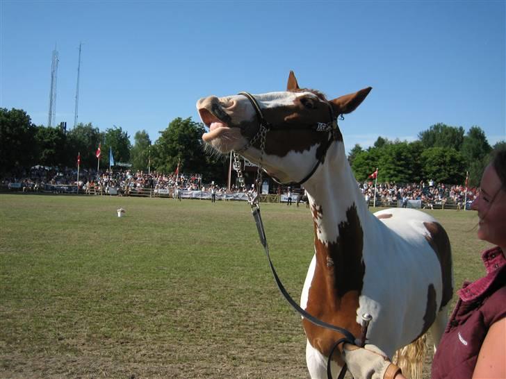 Pinto Damsgaards merian - Smil.... =) billede 10