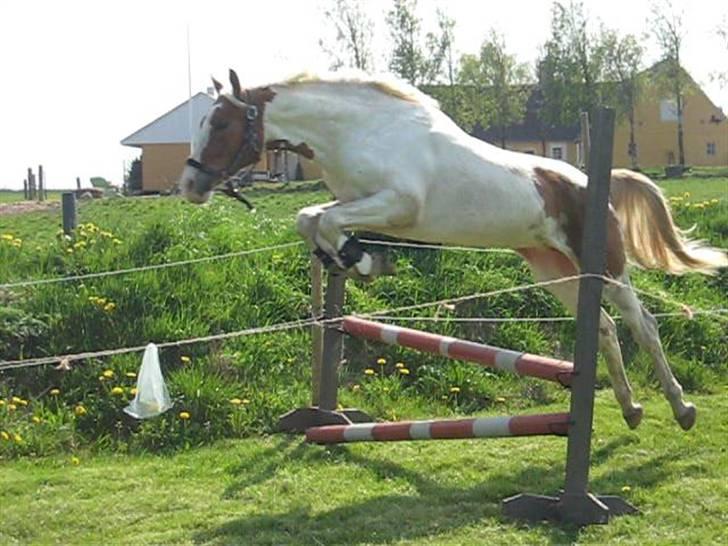 Pinto Damsgaards Caberè billede 8