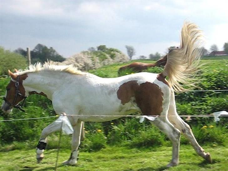 Pinto Damsgaards Caberè billede 9