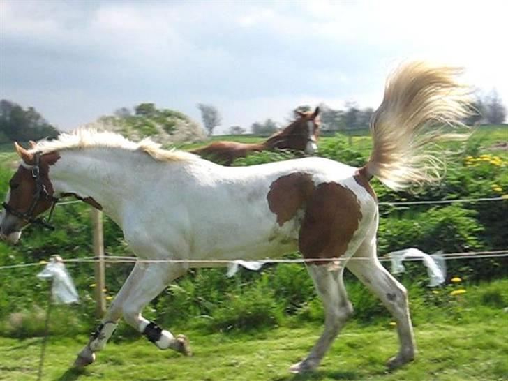 Pinto Damsgaards Caberè billede 10