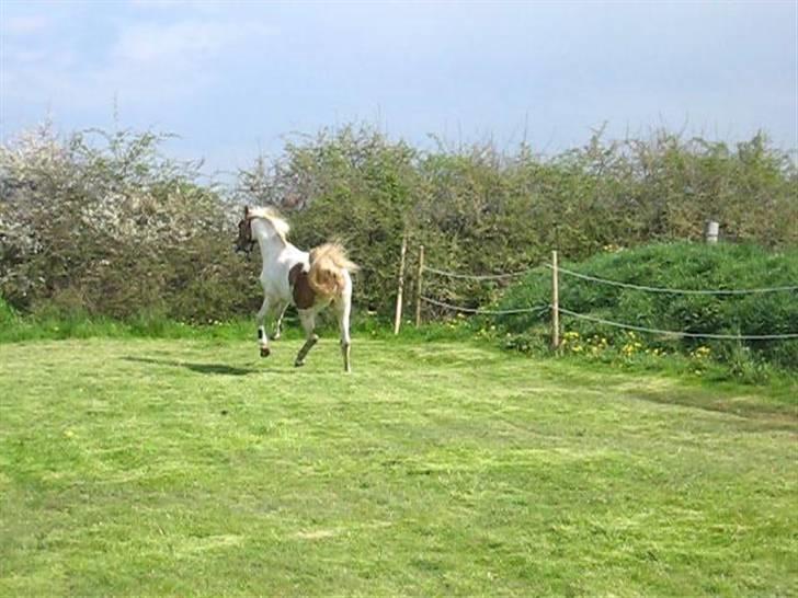 Pinto Damsgaards Caberè billede 11