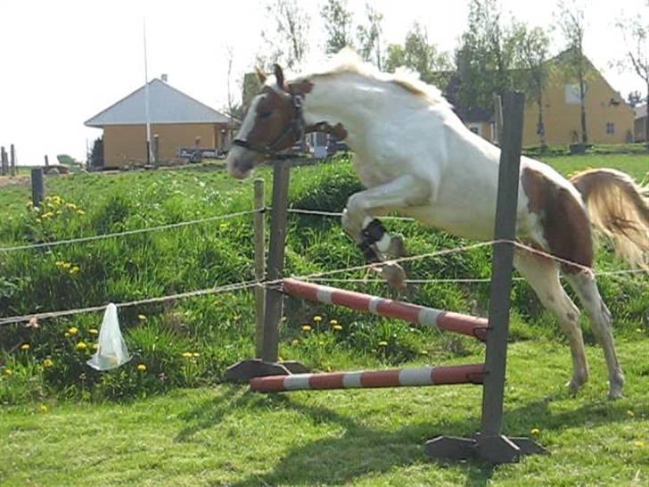 Pinto Damsgaards Caberè billede 12