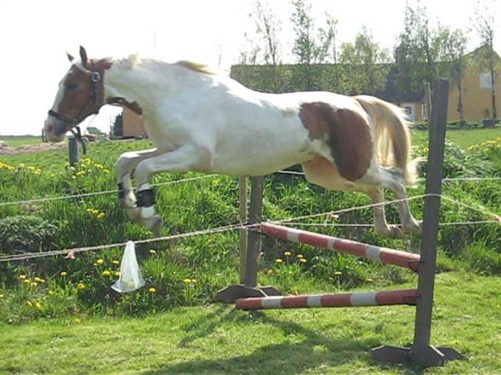 Pinto Damsgaards Caberè billede 13